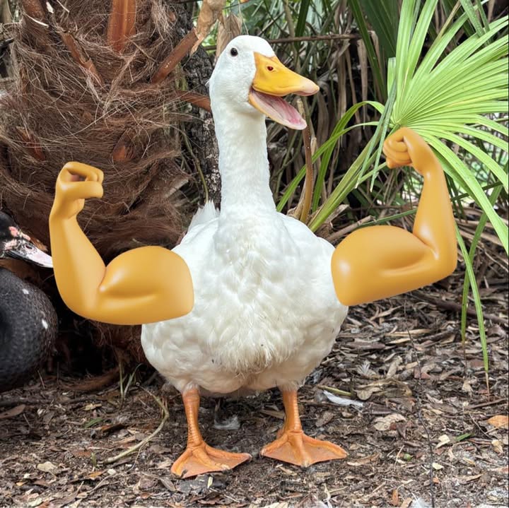 A white Pekin duck standing in the yard, edited to have a pair of flexed, muscular arms